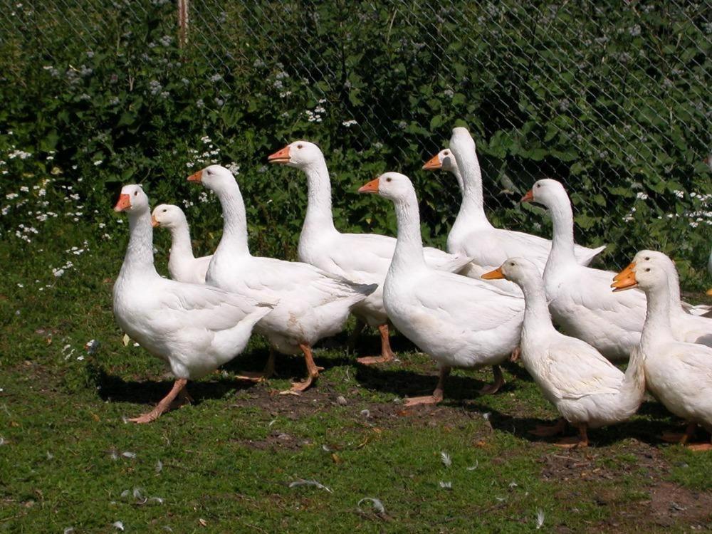 Capkuv Statek Otel Hořičky Dış mekan fotoğraf
